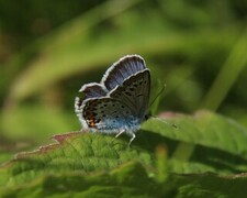 Argusblåvinge (Plebejus argus)