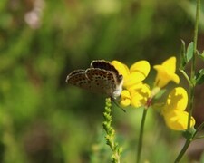 Argusblåvinge (Plebejus argus)