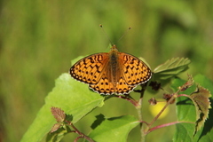 Dark Green Fritillary (Argynnis aglaja)