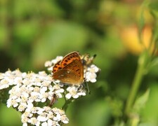 Scarce Copper (Lycaena virgaureae)