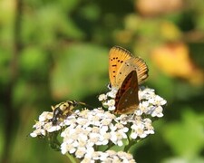 Oransjegullvinge (Lycaena virgaureae)