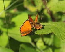 Scarce Copper (Lycaena virgaureae)