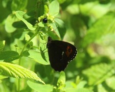 Fløyelsringvinge (Erebia ligea)