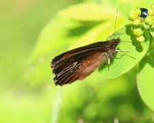 Fløyelsringvinge (Erebia ligea)