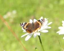 Red Admiral (Vanessa atalanta)