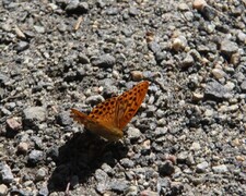 Silver-Washed Fritillary (Argynnis paphia)