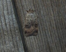 Lesser Yellow Underwing (Noctua comes)