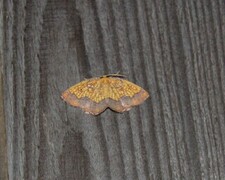 Dark Bordered Beauty (Epione vespertaria)