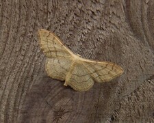 Riband Wave (Idaea aversata)