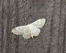 Randengmåler (Idaea biselata)