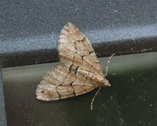 Chestnut-coloured Carpet (Thera cognata)