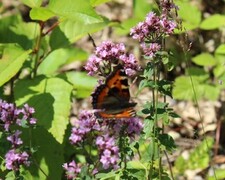 Neslesommerfugl (Aglais urticae)