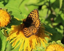 Aglajaperlemorvinge (Argynnis aglaja)