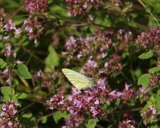 Stor kålsommerfugl (Pieris brassicae)