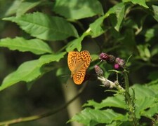 Keiserkåpe (Argynnis paphia)