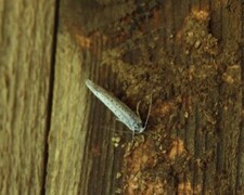 Heggspinnmøll (Yponomeuta evonymella)