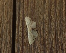 Flekkengmåler (Idaea dimidiata)