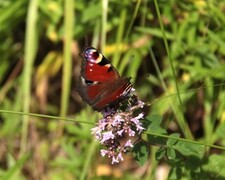 Dagpåfugløye (Aglais io)