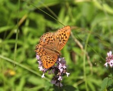 Keiserkåpe (Argynnis paphia)