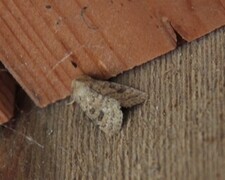 Lyst ringurtefly (Hoplodrina octogenaria)