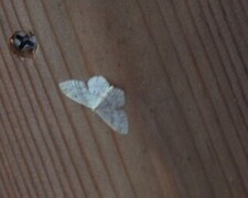 Randengmåler (Idaea biselata)