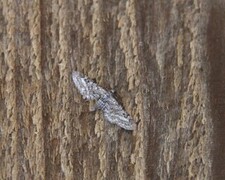 Lyngdvergmåler (Eupithecia nanata)