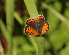 Ildgullvinge (Lycaena phlaeas)