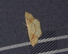 Punktløvmåler (Cyclophora punctaria)