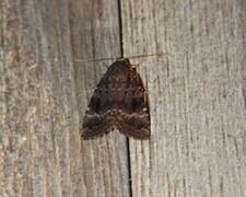 Rødt pyramidefly (Amphipyra pyramidea)