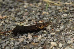 Stor snabelsvermer (Deilephila elpenor)