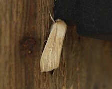 Common Wainscot (Mythimna pallens)