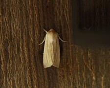 Common Wainscot (Mythimna pallens)