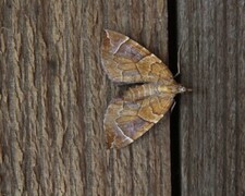 The Chevron (Eulithis testata)