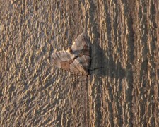 Grey Pine Carpet (Thera obeliscata)