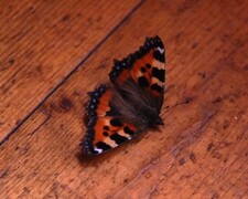 Neslesommerfugl (Aglais urticae)