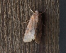 Rødt høstfly (Agrochola helvola)