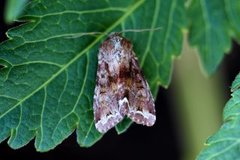 Broom Moth (Ceramica pisi)