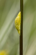 Six-spot Burnet (Zygaena filipendulae)