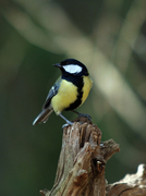 Kjøttmeis (Parus major)