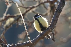 Kjøttmeis (Parus major)