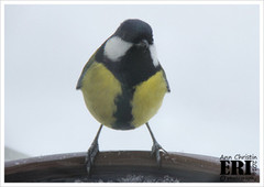 Kjøttmeis (Parus major)