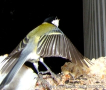 Kjøttmeis (Parus major)