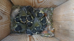 Kjøttmeis (Parus major)