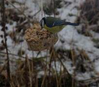 Blåmeis (Cyanistes caeruleus)