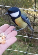 Kjøttmeis (Parus major)