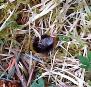 Bumble-bee (Bombus)