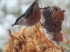 Spettmeis (Sitta europaea)