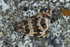 Silver-striped Marble (Celypha rivulana)
