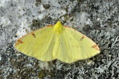 Brimstone Moth (Opisthograptis luteolata)