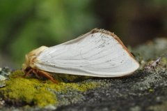 Ghost Moth (Hepialus humuli)